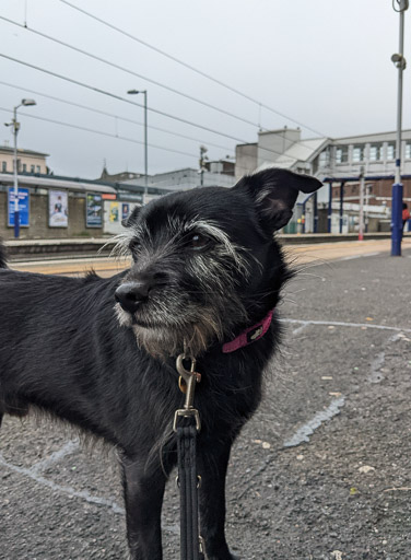 A small black terrier dog at Hamilton Central Station.