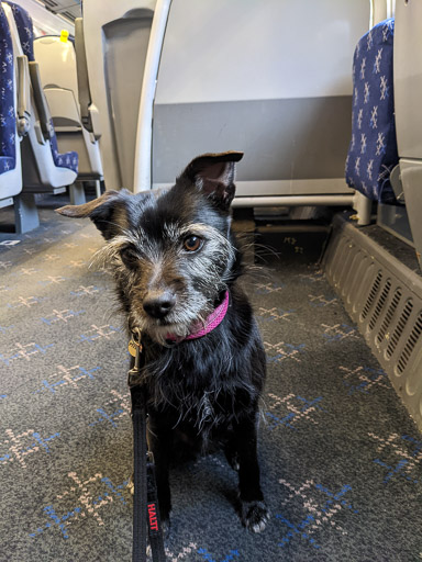 A small black terrier dog on a train between Glasgow Queen Street and Gilshochill.