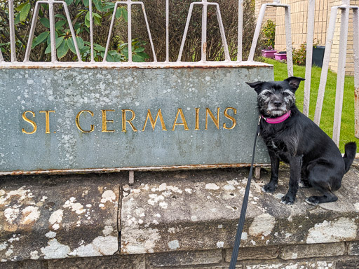 A small black terrier dog on a walk at Bearsden.