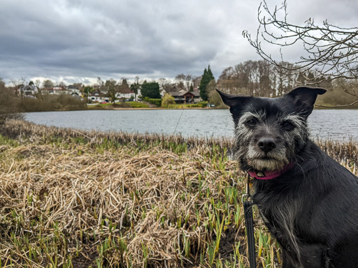 A small black terrier dog on a walk at Bearsden.