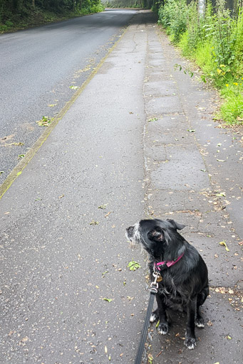 A small black terrier dog on a walk at Gilshochill.
