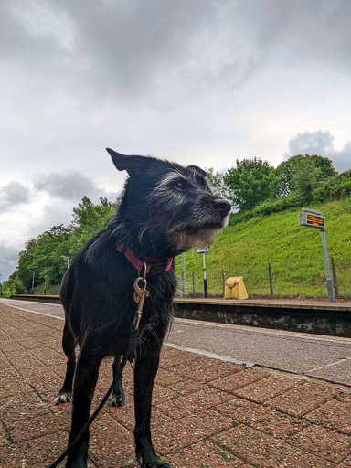 A small black terrier dog at Gilshochill Station.