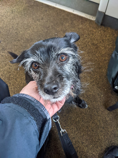 A small black terrier dog on a train between Gilshochill and Glasgow Queen Street.