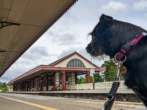 A small black terrier dog at Aviemore Station.