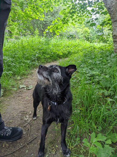 A small black terrier dog on a walk at Aviemore.