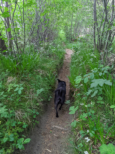 A small black terrier dog on a walk at Aviemore.