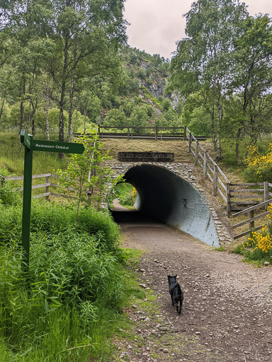A small black terrier dog on a walk at Aviemore.