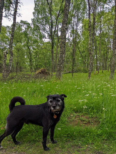 A small black terrier dog on a walk at Aviemore.