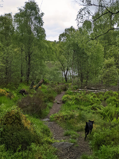 A small black terrier dog on a walk at Aviemore.