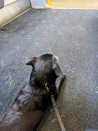 A small black terrier dog on a train between Aviemore and Carrbridge.