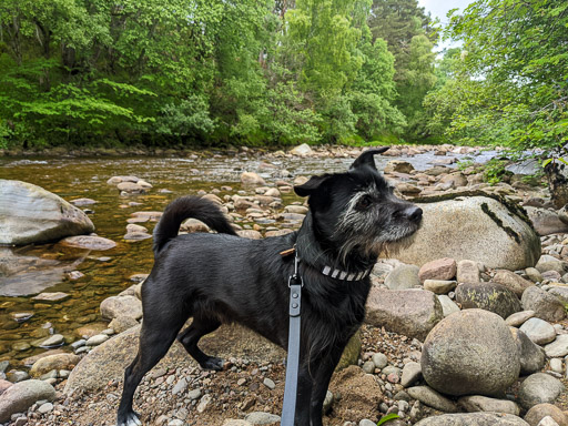 A small black terrier dog on a walk at Carrbridge.