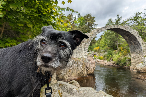 A small black terrier dog on a walk at Carrbridge.