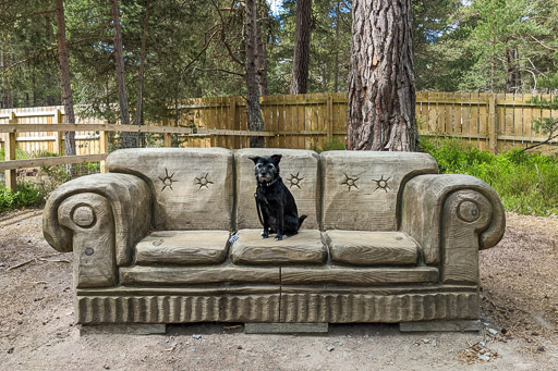 A small black terrier dog on a walk at Carrbridge.
