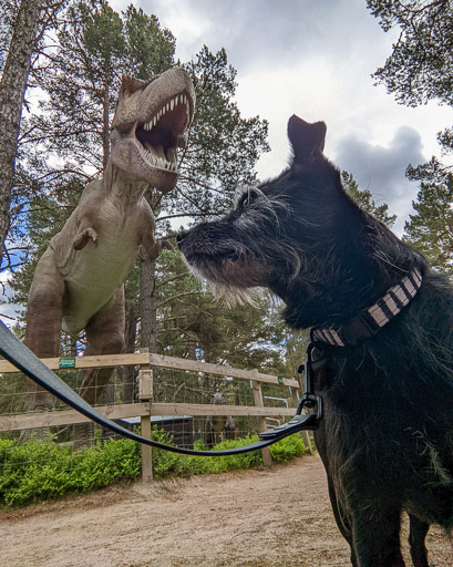 A small black terrier dog on a walk at Carrbridge.