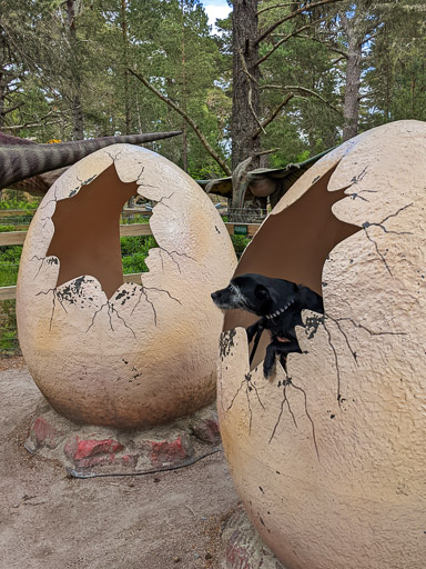 A small black terrier dog on a walk at Carrbridge.