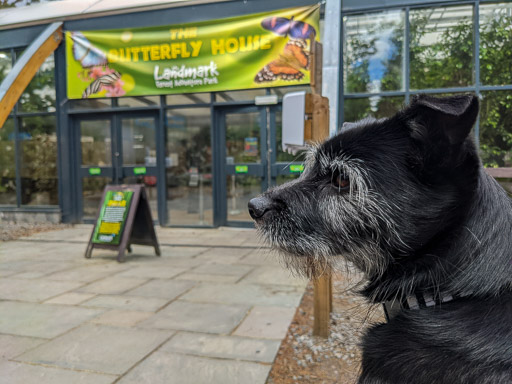 A small black terrier dog on a walk at Carrbridge.
