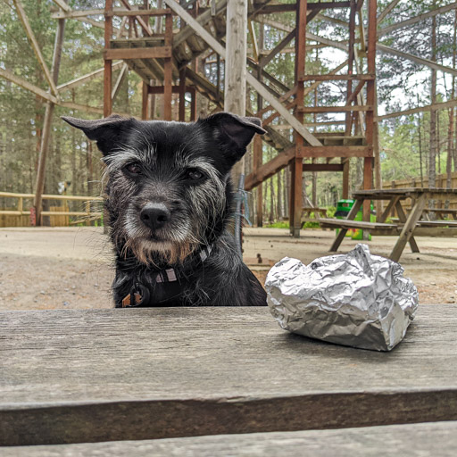 A small black terrier dog on a walk at Carrbridge.
