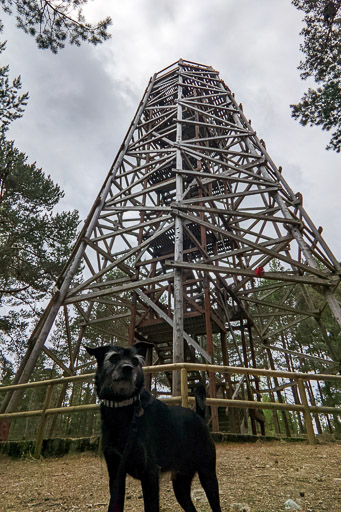 A small black terrier dog on a walk at Carrbridge.