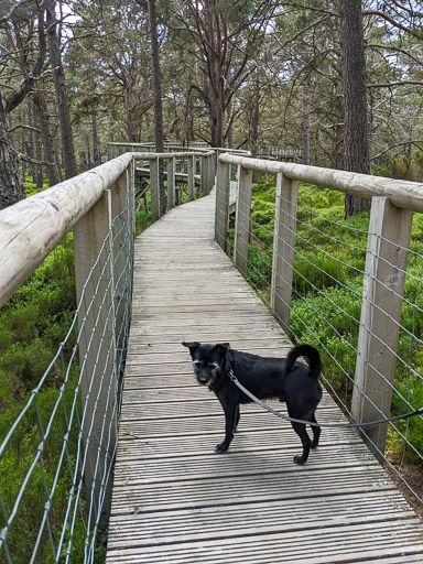 A small black terrier dog on a walk at Carrbridge.
