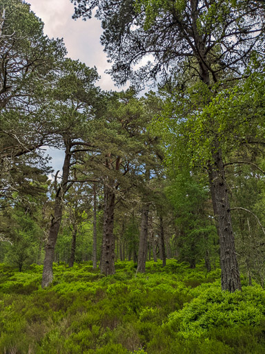 At Carrbridge.
