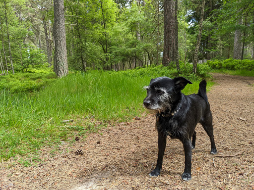 A small black terrier dog on a walk at Carrbridge.