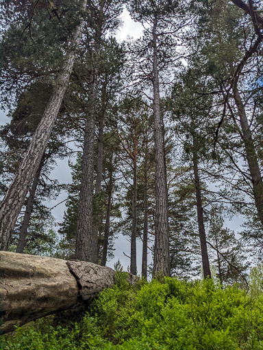At Carrbridge.
