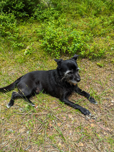 A small black terrier dog on a walk at Carrbridge.
