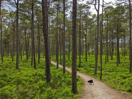 A small black terrier dog on a walk at Carrbridge.