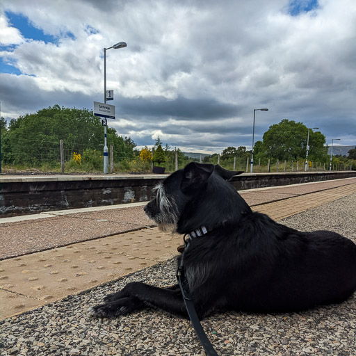 A small black terrier dog at Carrbridge Station.