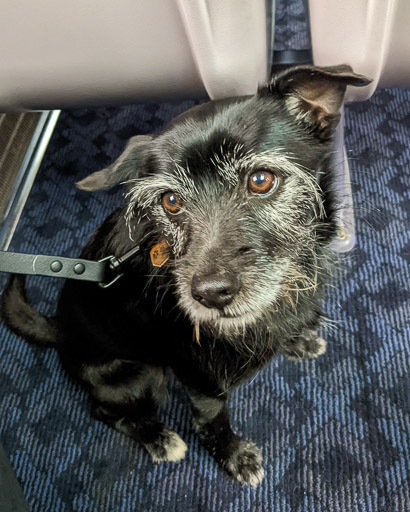 A small black terrier dog on a train between Carrbridge and Aviemore.
