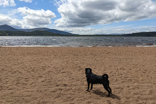 A small black terrier dog on a walk at Loch Morlich.