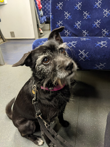 A small black terrier dog on a train between Glasgow Central (low level) and Hyndland.