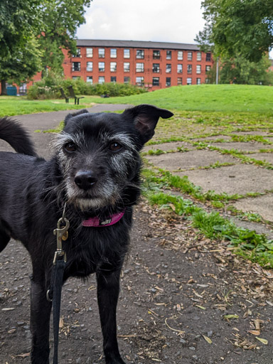 A small black terrier dog on a walk at Pollokshields East.