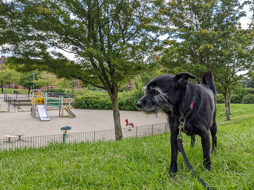 A small black terrier dog on a walk at Pollokshields East.