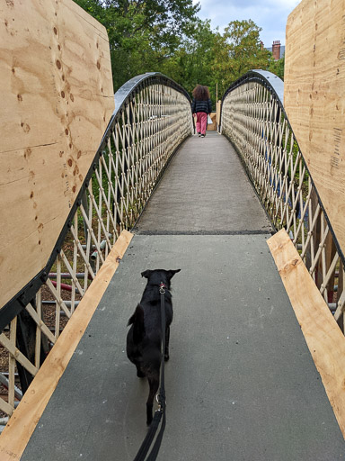 A small black terrier dog on a walk at Pollokshields East.