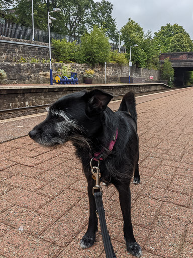 A small black terrier dog at Maryhill Station.