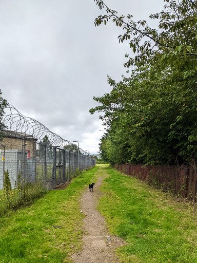 A small black terrier dog on a walk at Dumbarton East.