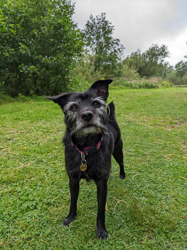A small black terrier dog on a walk at Dumbarton East.