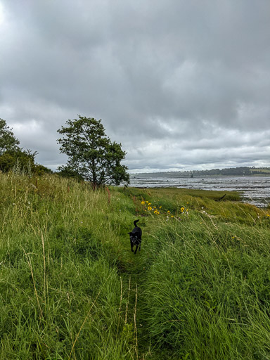 A small black terrier dog on a walk at Dumbarton East.
