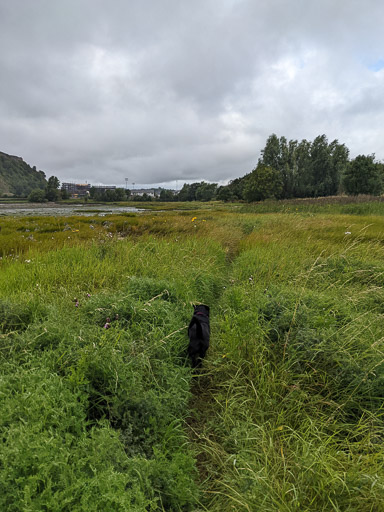 A small black terrier dog on a walk at Dumbarton East.