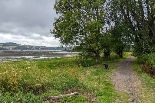 A small black terrier dog on a walk at Dumbarton East.