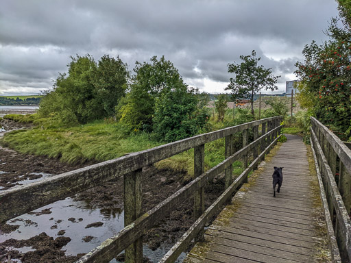 A small black terrier dog on a walk at Dumbarton East.