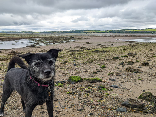A small black terrier dog on a walk at Dumbarton East.