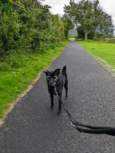 A small black terrier dog on a walk at Dumbarton East.