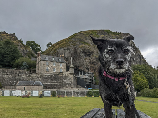 A small black terrier dog on a walk at Dumbarton East.