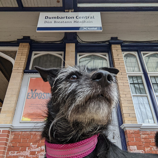 A small black terrier dog at Dumbarton Central Station.
