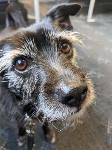 A small black terrier dog on a train between Gilshochill and Glasgow Queen Street.