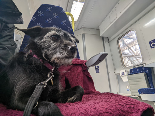 A small black terrier dog on a train between Glasgow Central and East Kilbride.