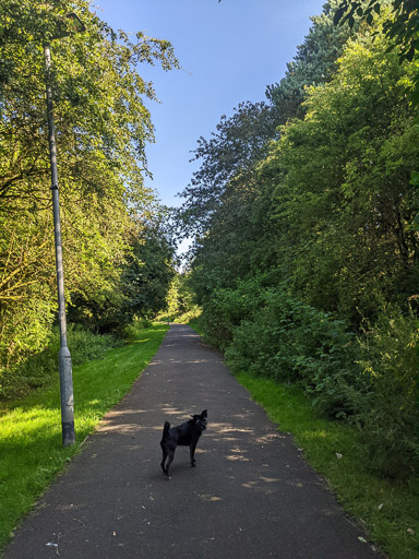A small black terrier dog on a walk at East Kilbride.