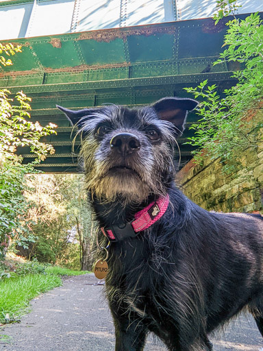 A small black terrier dog on a walk at East Kilbride.